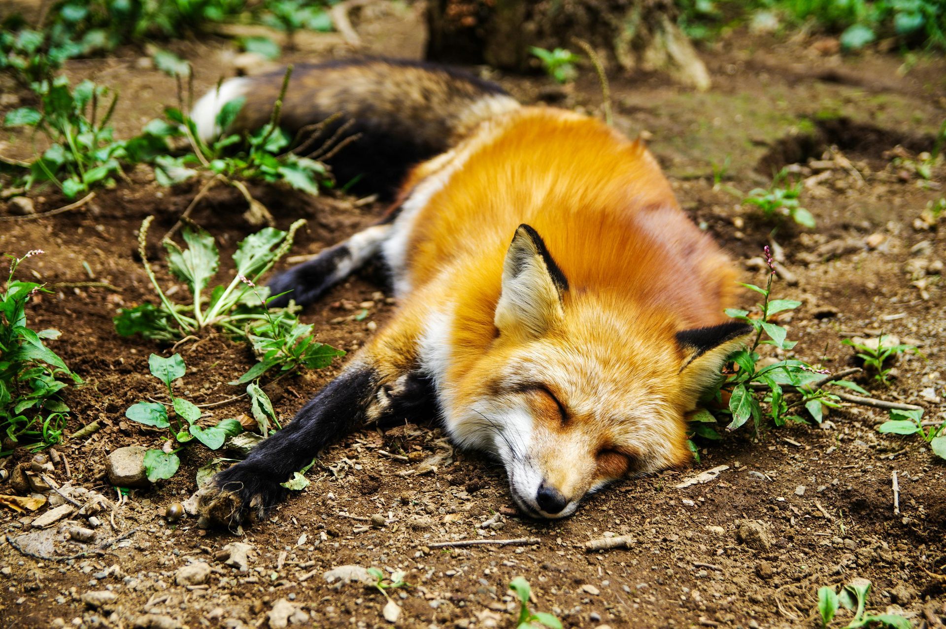 Un renard roux est allongé sur le dos sur le sol.