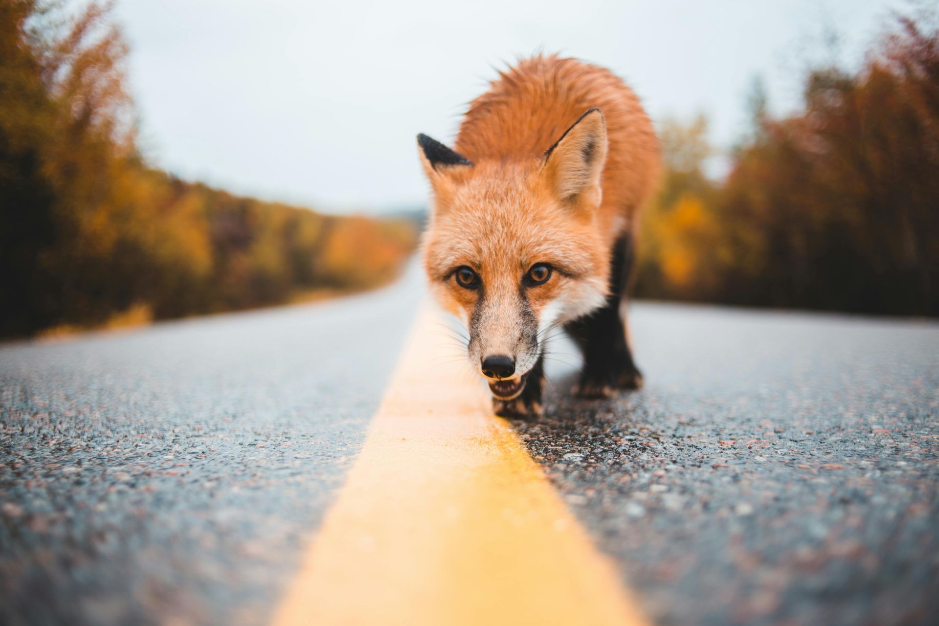 Un renard roux se tient sur le bord d'une route.