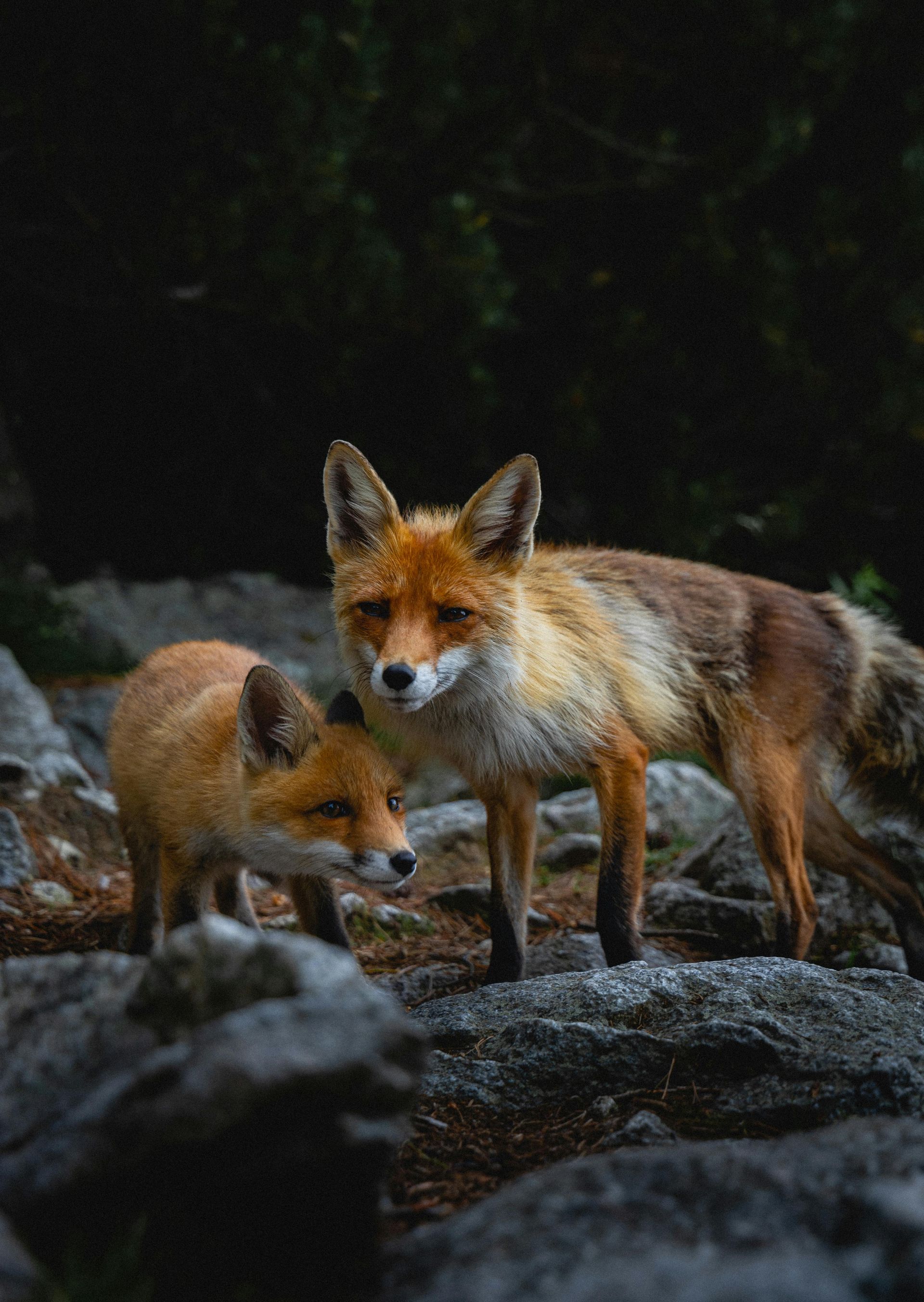 Un couple de renards debout l'un à côté de l'autre sur un rocher.