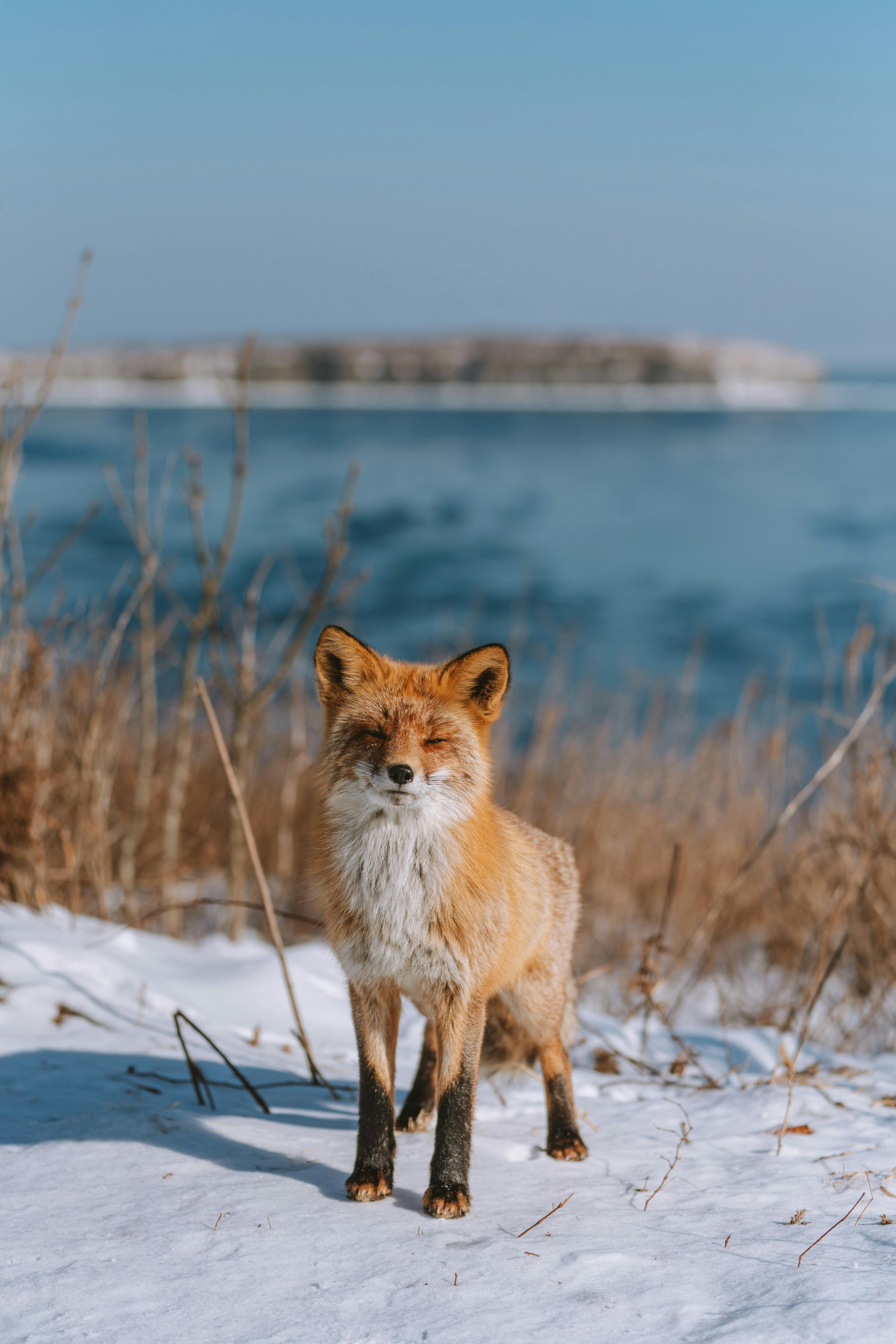 Un renard roux se tient dans la neige près de l'eau.