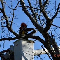 A man is sitting in a crane bucket pruning a tree with a chainsaw.