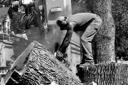 A man is cutting a tree with a chainsaw.