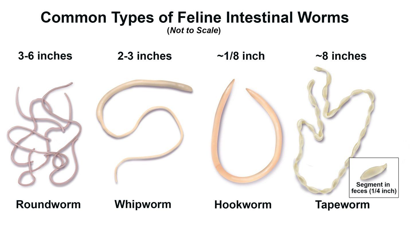 internal-parasites-in-cats