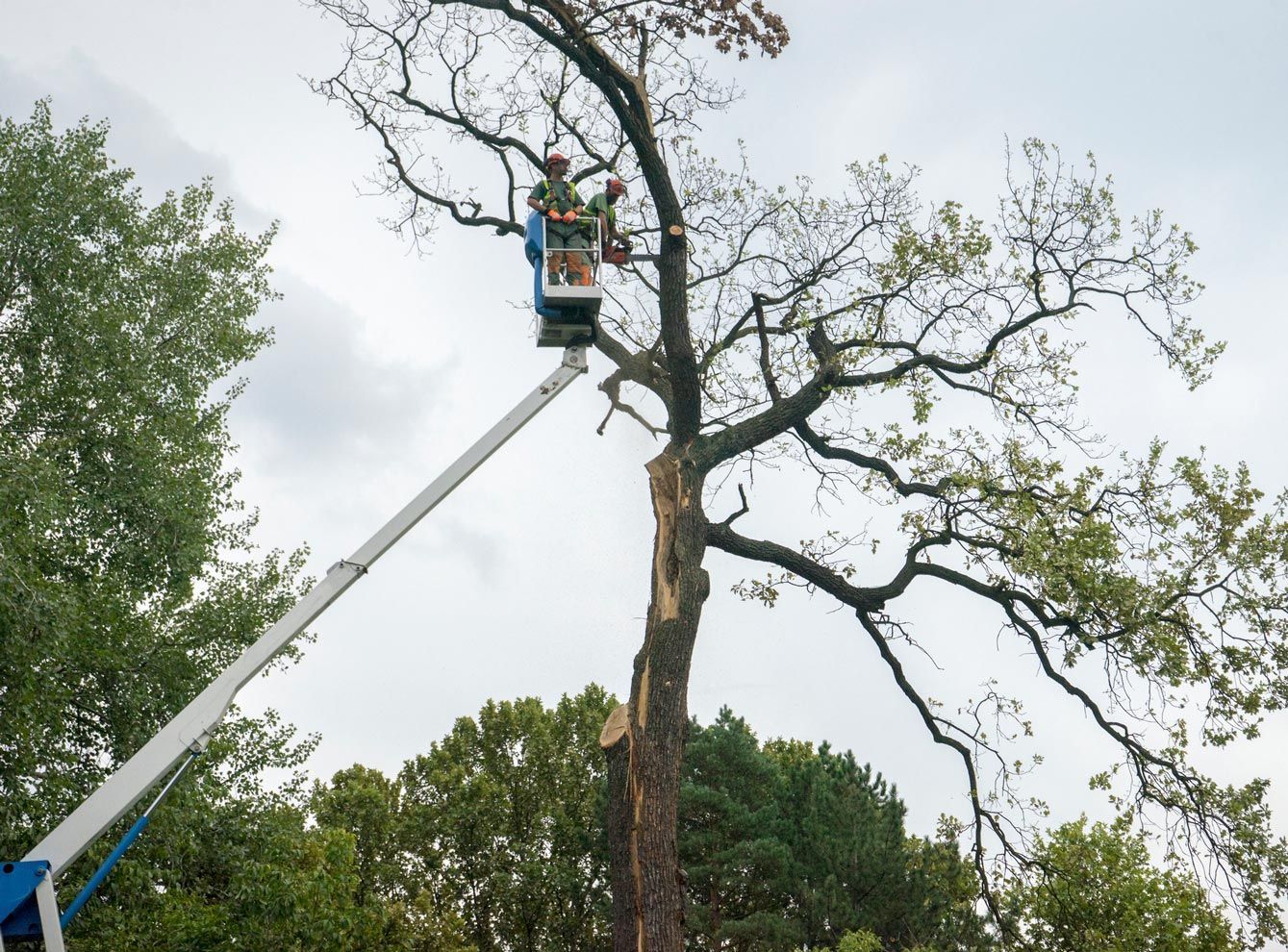 A man is cutting a tree with a chainsaw from a crane.