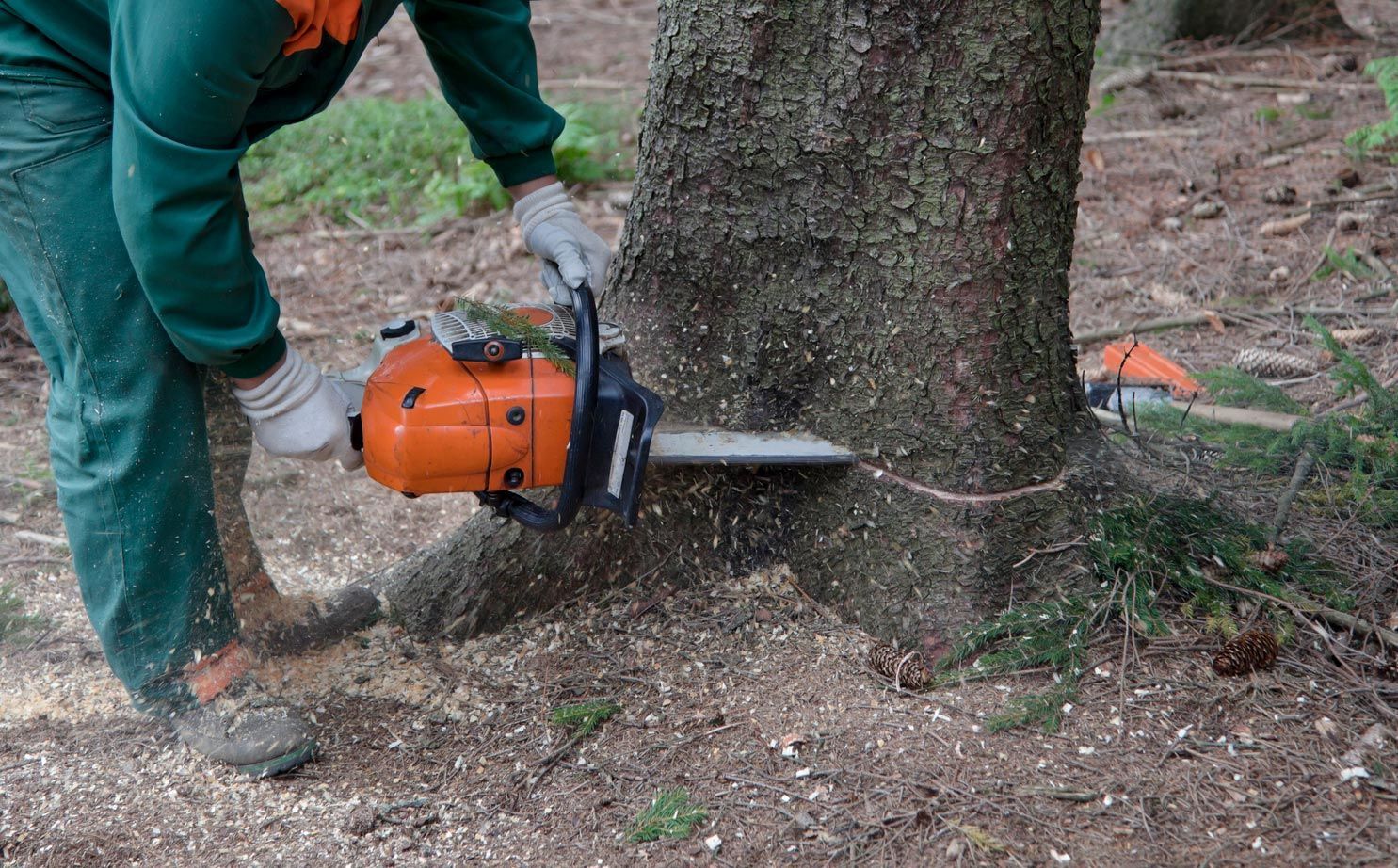 A man is cutting a tree with a chainsaw.