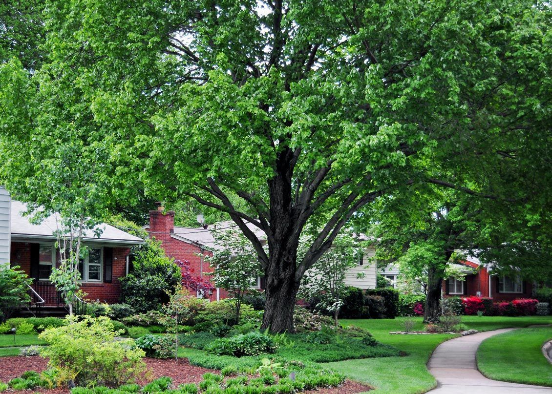 A tree is in the middle of a lush green yard in front of a house.