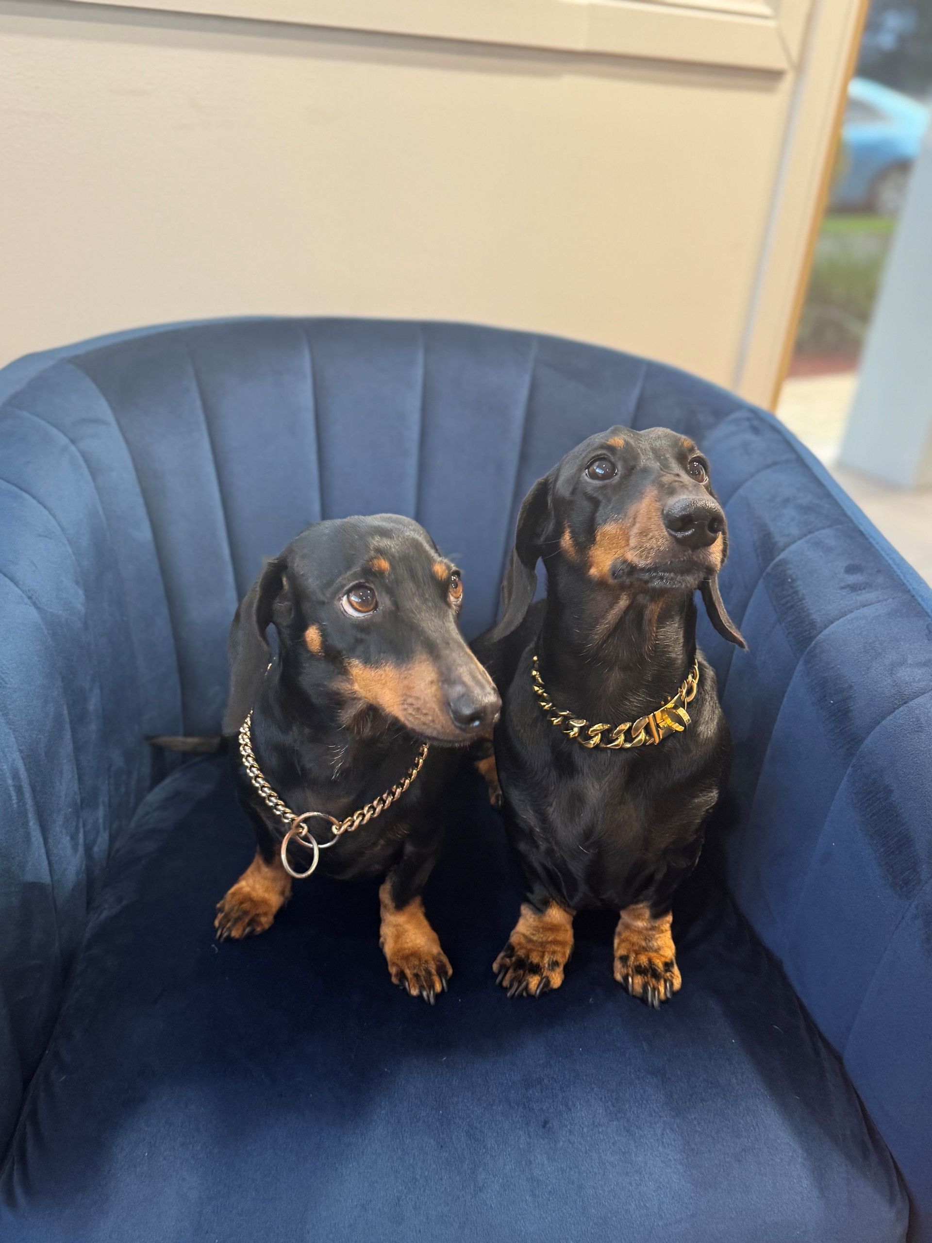 The WCC Kitchens and Cabinets dachshunds, Chief Morale Officers