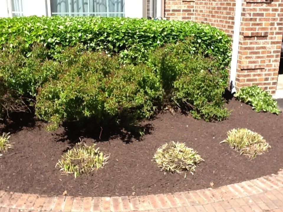 Landscaped garden bed with dark mulch, several shrubs, and a brick border next to a brick building and ivy.