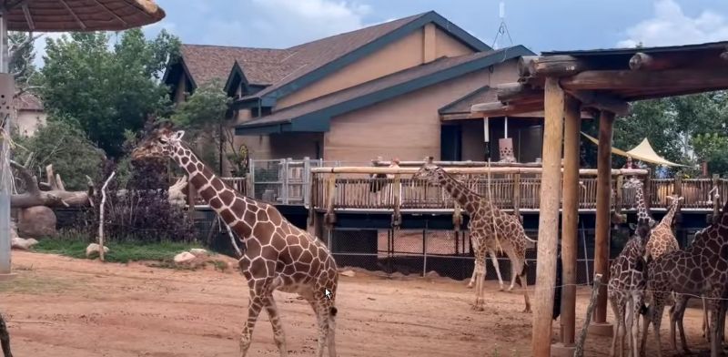 Feed the giraffes at the Cheyenne Mountain Zoon in Colorado Springs CO
