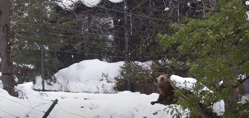 Grizzly Bear enjoying the snow at the Cheyenne Mountain Zoo Colorado Springs CO