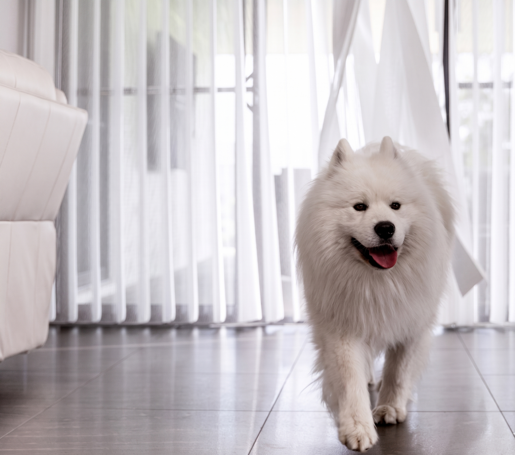 White fluffy dog walking indoors on a bright floor in front of Norman Smartdrapes.