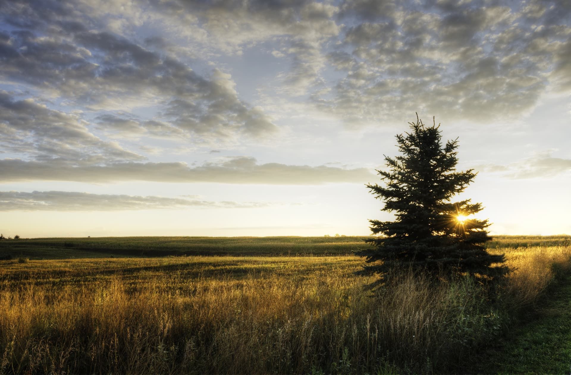 Sunrise over a grassy field with a lone tree and dramatic cloudy sky