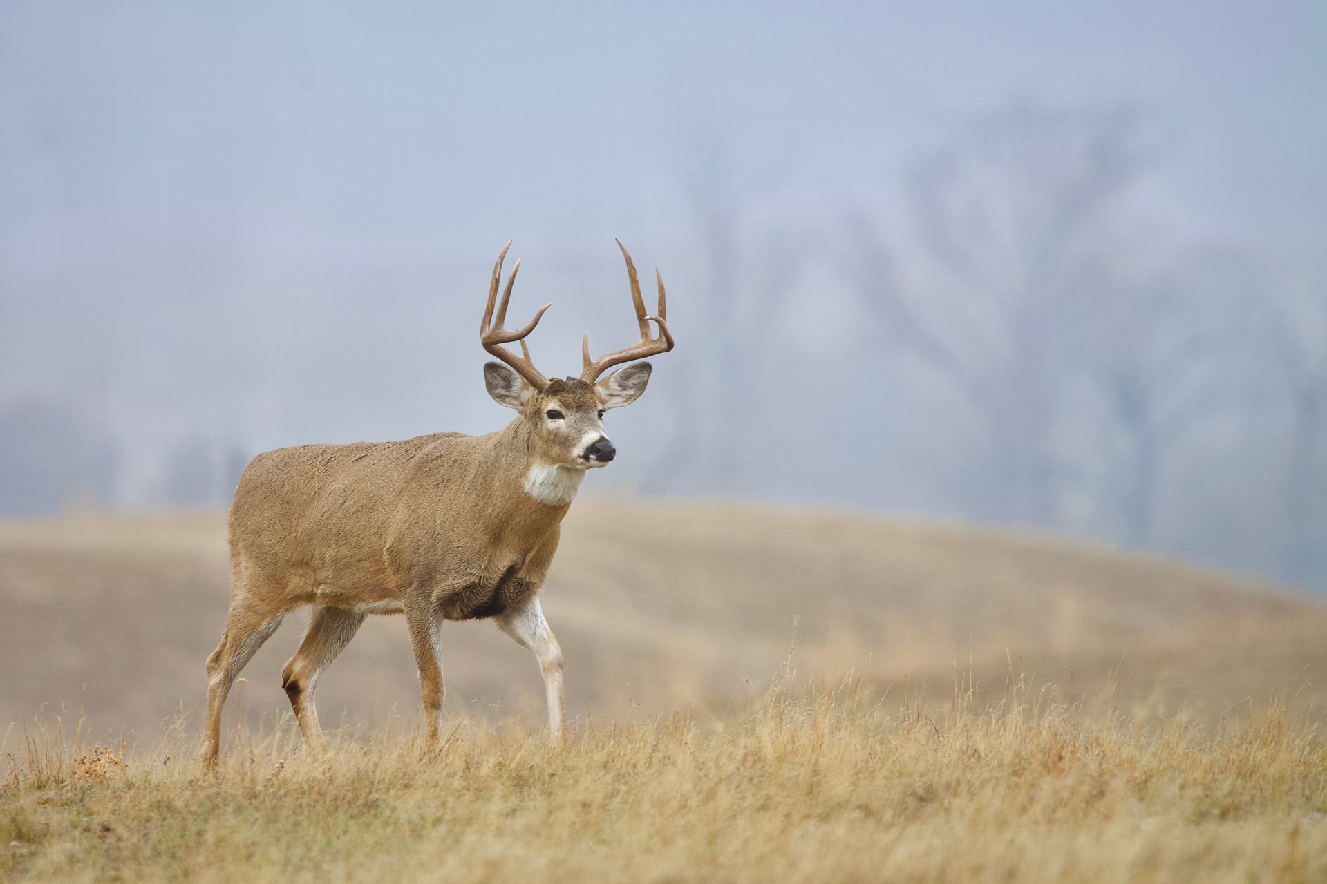 Buck deer standing in a misty field with antlers raised