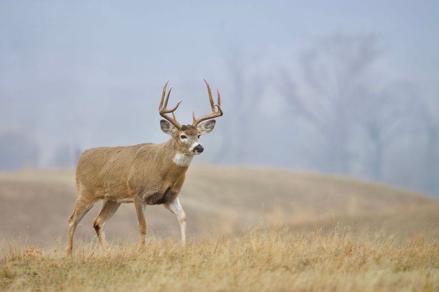 Buck deer standing in a misty field with antlers raised