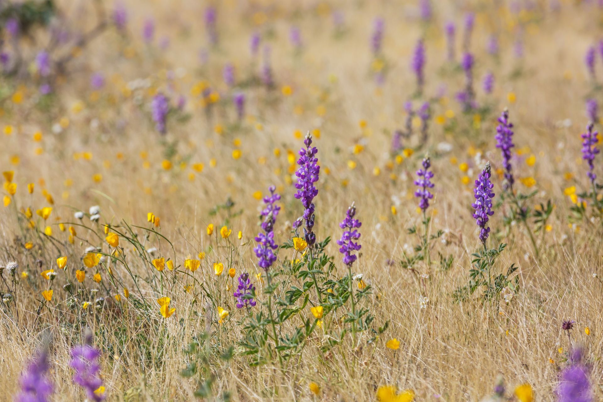 Purple wildflowers and yellow blooms scattered across a dry grassy meadow