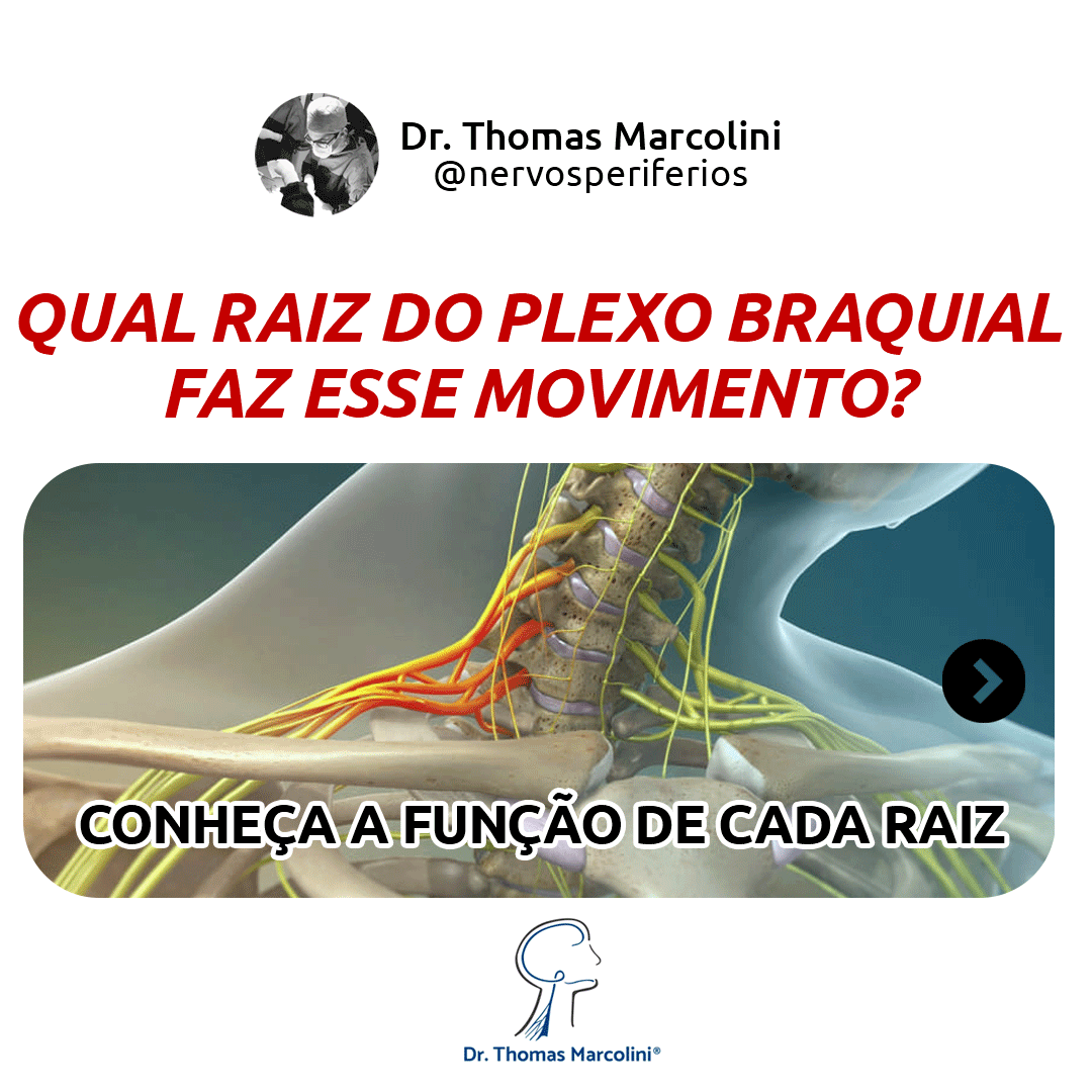Ilustração 3D da coluna cervical e nervos, carrossel explicando a função de cada raiz do plexo braquial