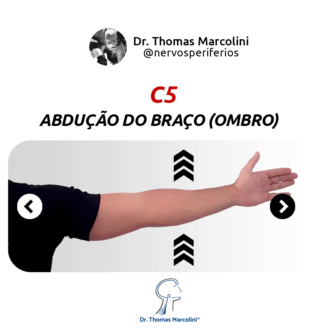 Braço em movimento de abdução do ombro, ilustrando a função da raiz C5 do plexo braquial