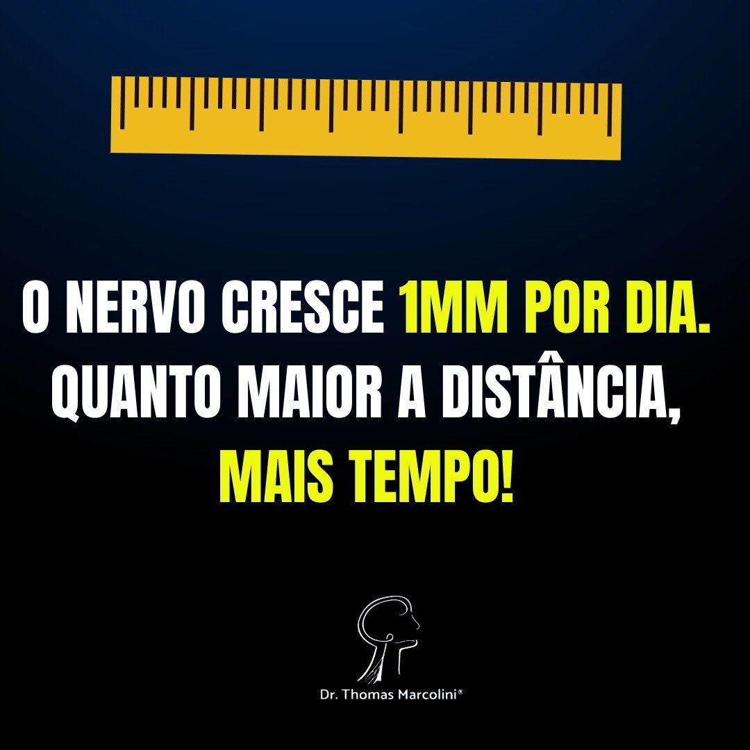 Qual a distância o nervo cresce por dia? O nervo cresce 1 milímetro por dia.
