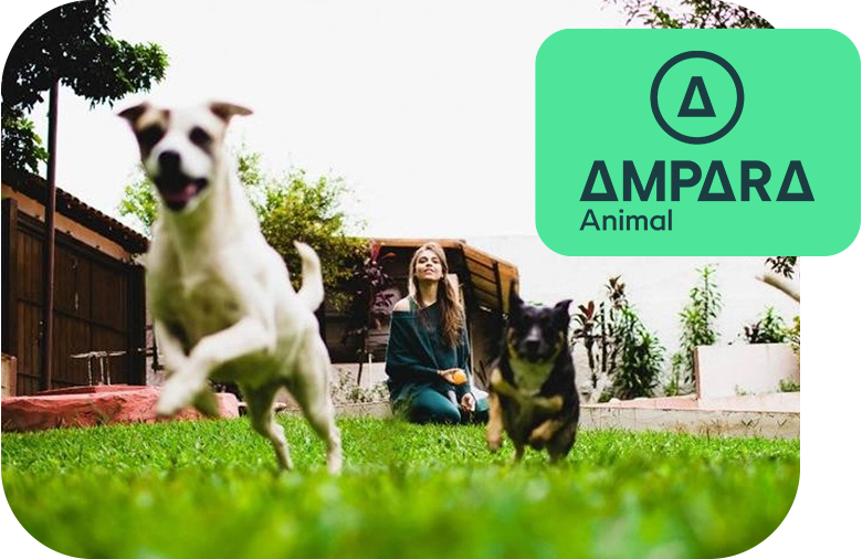 A green lawn with two dogs running and a woman in the background, representing Ampara Animal.