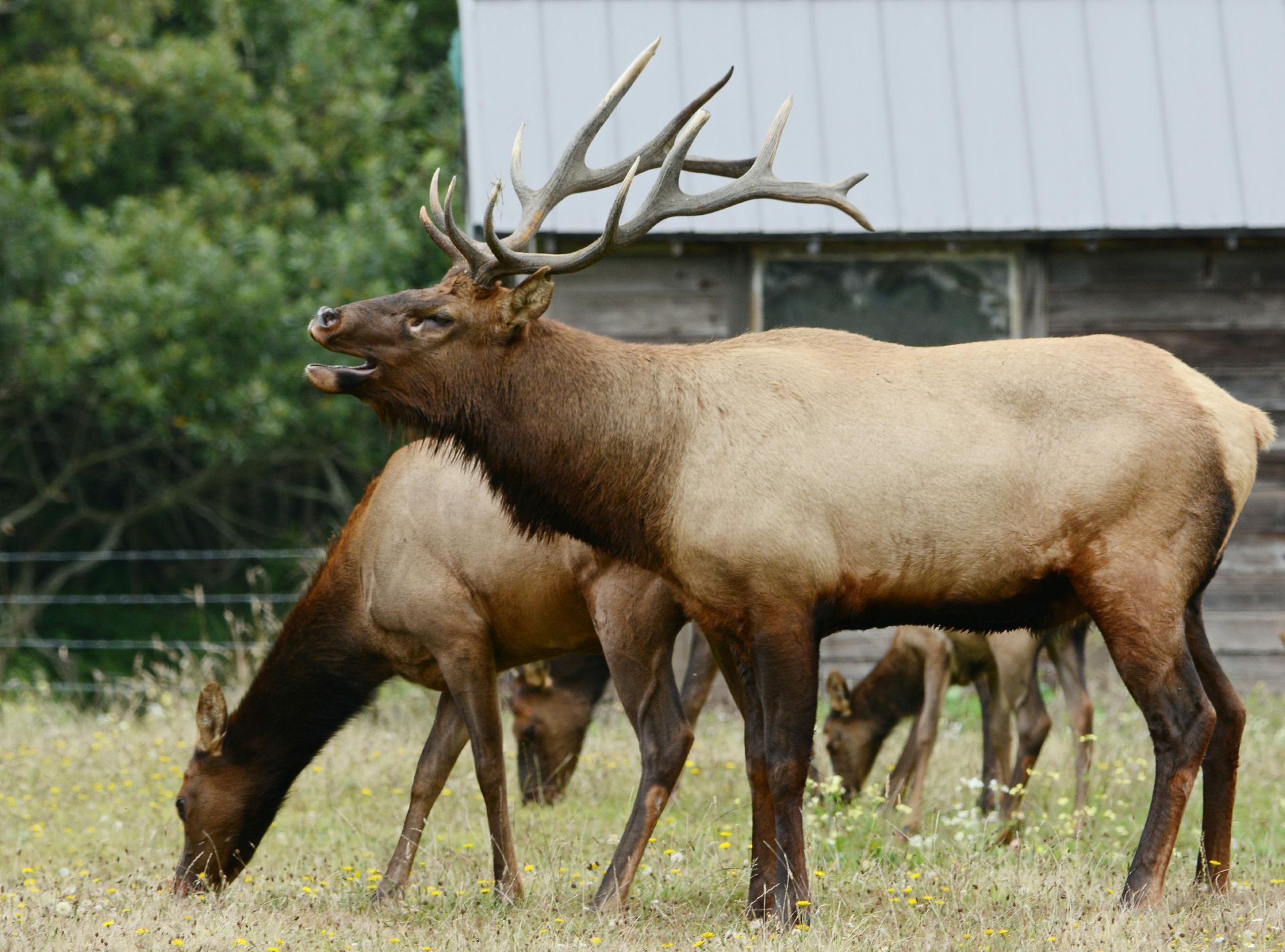 Two elk grazing in a grassy field near a barn, one bull with large antlers standing alert