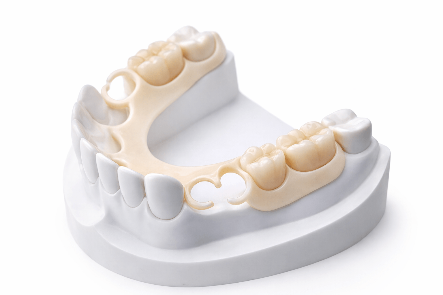 Dental model with upper and lower teeth in white and beige on a gray base