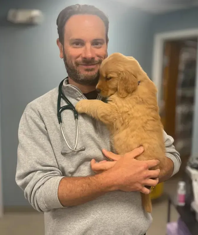 Smiling veterinarian holding a golden retriever puppy in a clinic, wearing a stethoscope.