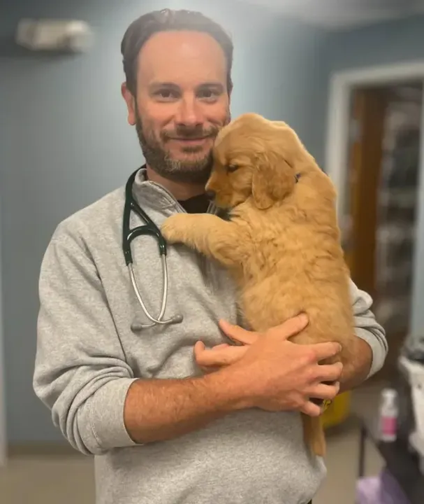 Smiling veterinarian holding a golden retriever puppy in a clinic, wearing a stethoscope.