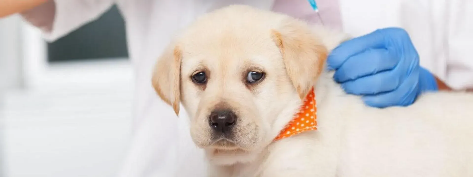 Cream-colored puppy with orange bandana being examined by a gloved hand
