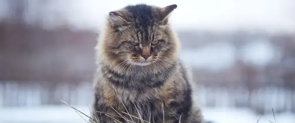 Tabby cat sitting in snow, looking down in a cold outdoor scene