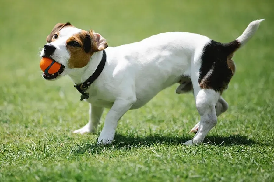 White-and-brown dog running on grass with an orange ball in its mouth