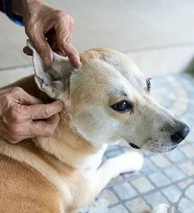 Hand grooming a tan dog with white muzzle and black collar, sitting on tiled floor