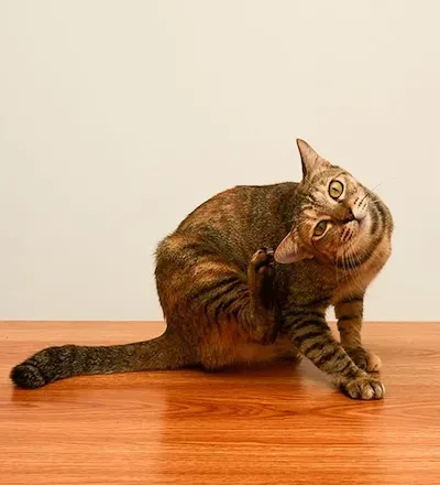 Tabby cat twisting to groom itself on a wooden floor against a plain wall