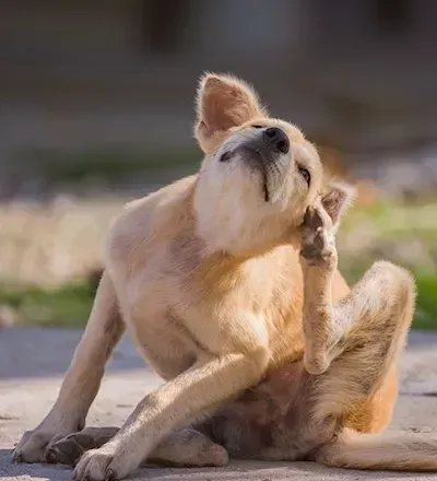 Tan dog scratching its ear while sitting on a sunlit path