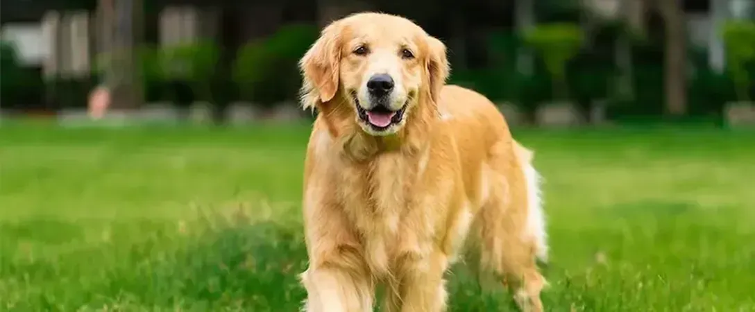Golden retriever sitting on green grass with a blurred park background, looking at the camera.