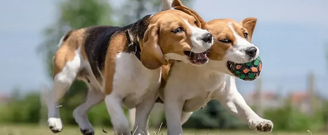 Two beagle dogs running side by side on grass, one carrying a toy ball
