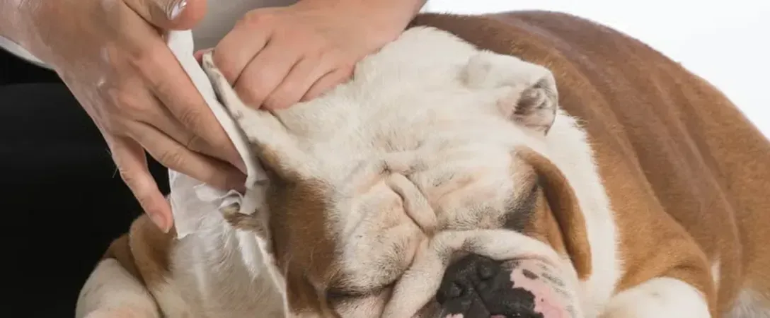 Bulldog getting an ear cleaned by a person’s hand with a cotton swab