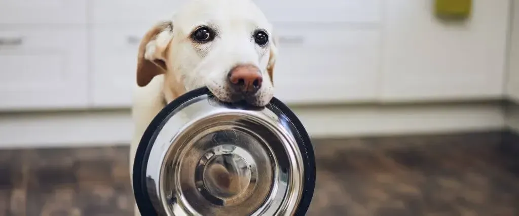 White dog holding a metal bowl in its mouth in a kitchen