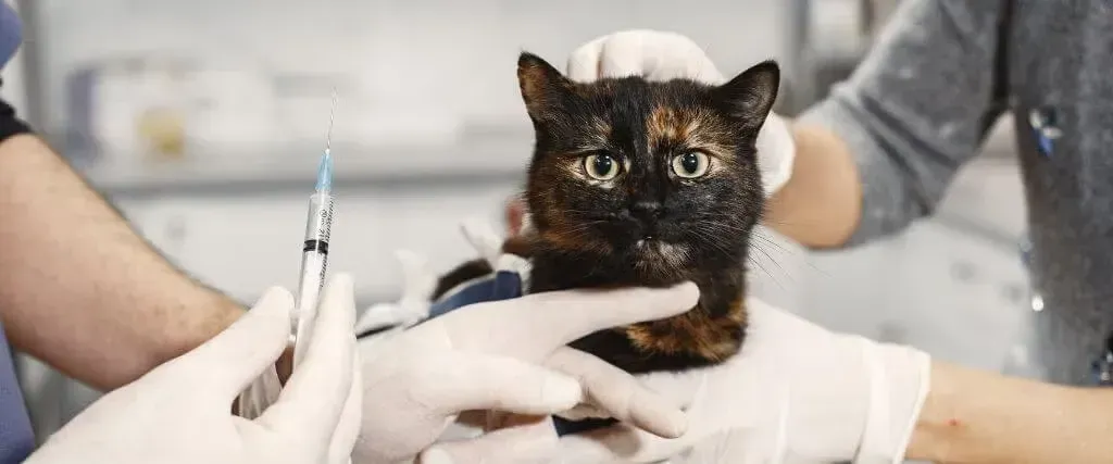 Veterinarian holding a calico cat during a vaccination, with a syringe nearby