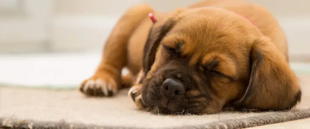 Sleeping brown puppy on a soft blanket