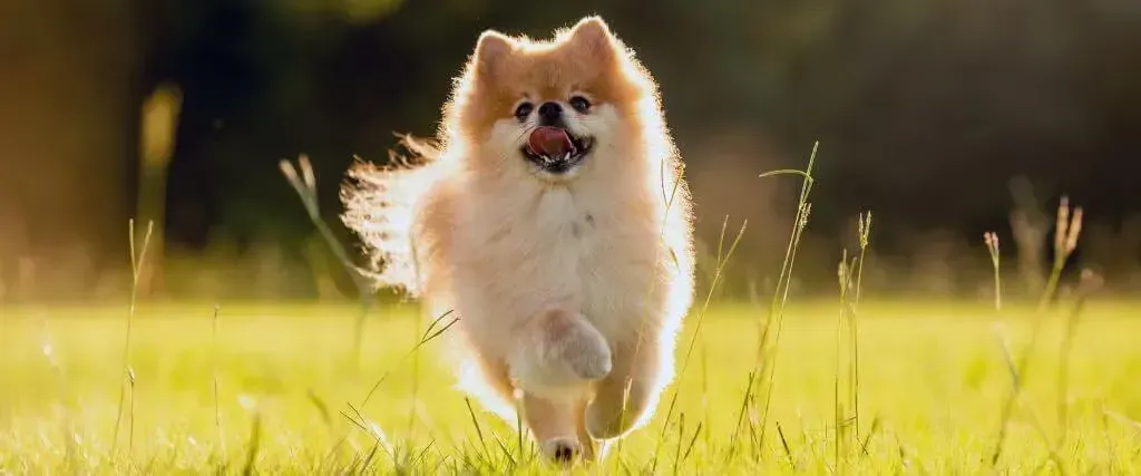 Fluffy tan dog running through sunlit grass with a blurred background