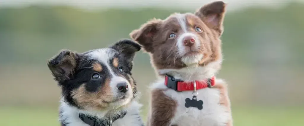 Two small dogs sitting outdoors, one black-and-tan and one brown-and-white with a red collar.
