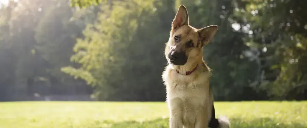 A brown-and-white dog sitting on grass in a sunny park, with trees in the background.
