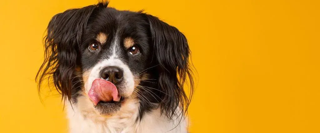 Black-and-white dog licking its nose against a bright yellow background
