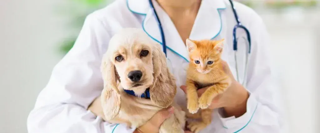 Veterinarian holding a puppy and kitten in a clinic, both facing forward