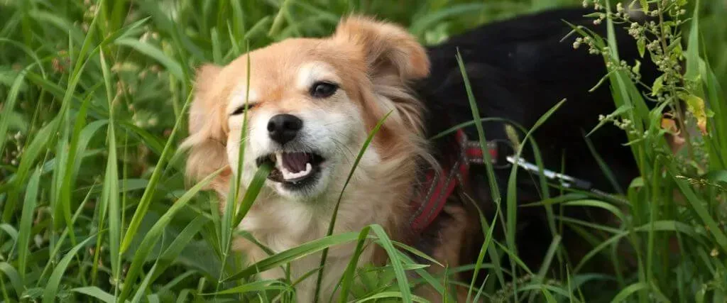 Golden dog with mouth open, lying in tall green grass and looking toward the camera