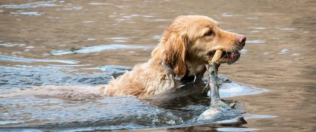 Golden retriever swimming through shallow water, carrying a branch in its mouth