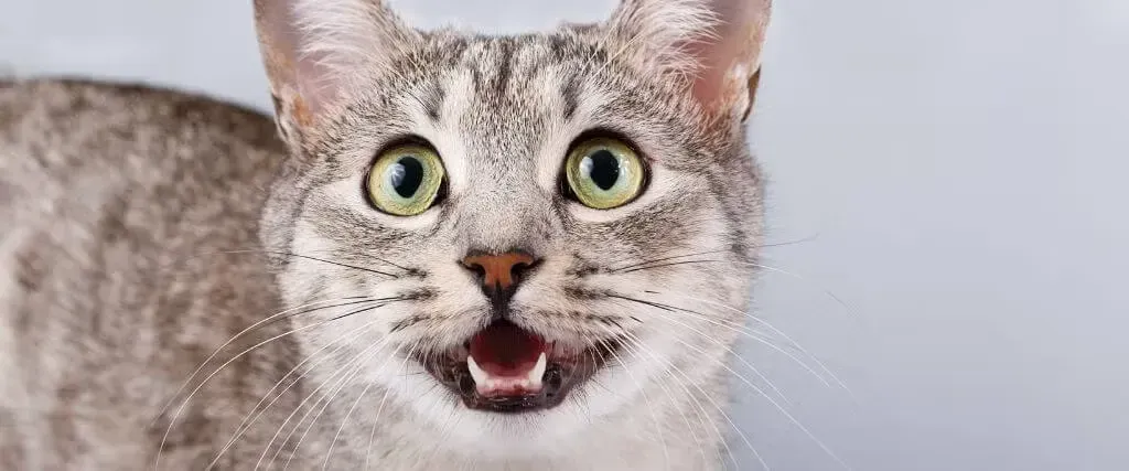 Close-up of a gray tabby cat with wide green eyes and an open mouth, looking surprised.