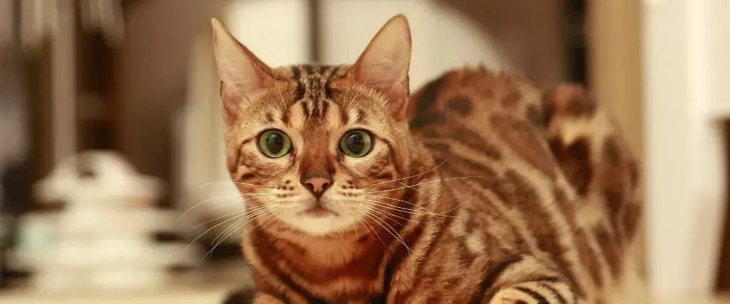 Brown tabby cat with green eyes standing indoors, looking at the camera