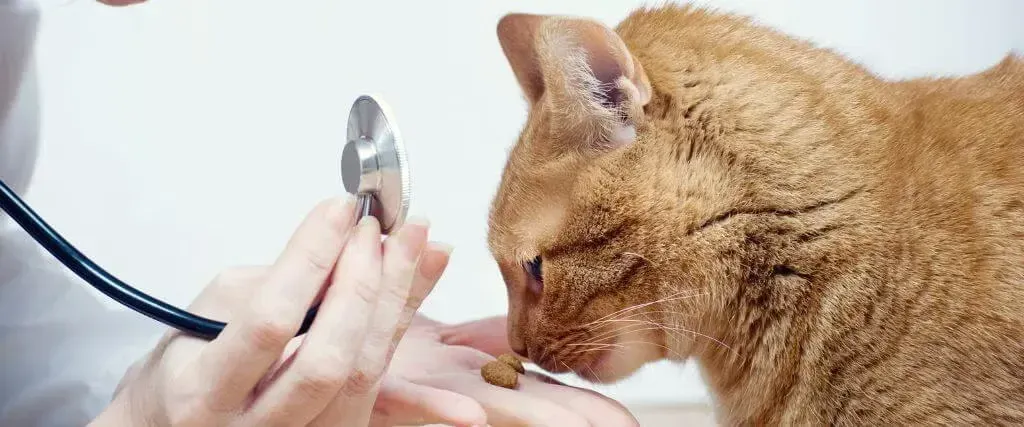 Vet clipping a cat’s nails as the ginger cat looks on