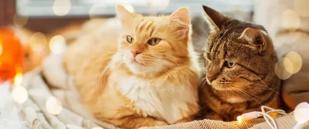 Two fluffy cats resting side by side in warm, soft light
